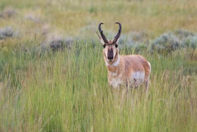 Yellowstone Walking Safari Full Day Private Tour from Bozeman Yellowstone Walking Safari Full Day Private Tour from Bozeman
