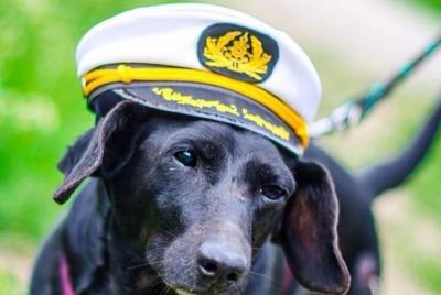 Dog Day of Summer Harbor Cruise in Boston Dog Day of Summer Harbor Cruise in Boston