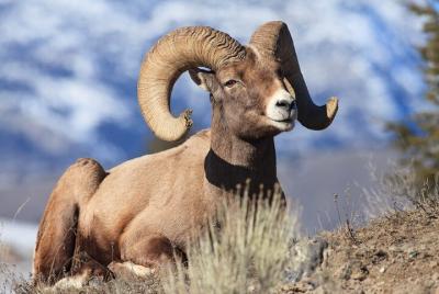 Private Yellowstone Wildlife Safari from Paradise Valley Private Yellowstone Wildlife Safari from Paradise Valley