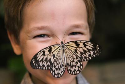 Branson Butterfly Palace Admission Ticket Branson Butterfly Palace Admission Ticket