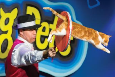 Amazing Pets Show in Branson Amazing Pets Show in Branson