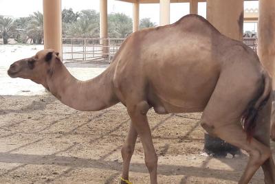 Bahrain sightseeing tour- Private tour- Travel in style Bahrain sightseeing tour- Private tour- Travel in style