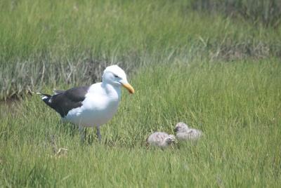 Safari Cruise (Birding By Boat)