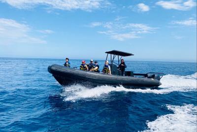 Dolphin Tour in Oceanside