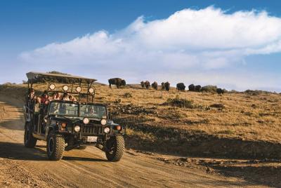 Catalina Island Bison Expedition Catalina Island Bison Expedition