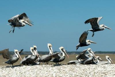 Nature Boat Tour with Certified Naturalist in Charleston Nature Boat Tour with Certified Naturalist in Charleston