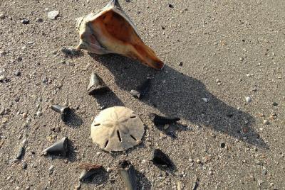 Shell Hunting Expedition  Shell Hunting Expedition
