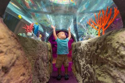 Sea Life Charlotte Concord Aquarium Admission Ticket Sea Life Charlotte Concord Aquarium Admission Ticket