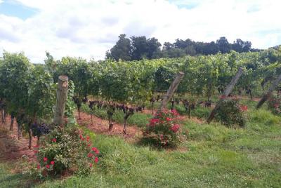 Private Wine Tours (Minimum of 2 and Maximum of 6 people) Pickup Maximum 30 Mi  Private Wine Tours (Minimum of 2 and Maximum of 6 people) Pickup Maximum 30 Mi