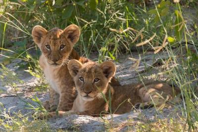 4 Days Victoria Falls Zimbabwe with Chobe National Park Safari Botswana and Livingstone Zambia 4 Days Victoria Falls Zimbabwe with Chobe National Park Safari Botswana and Livingstone Zambia