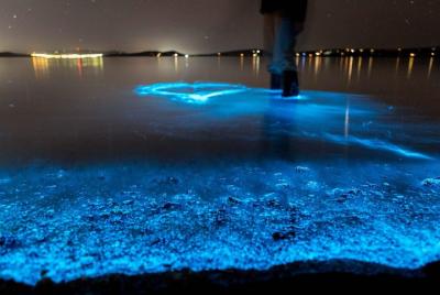 Florida Bioluminescence Kayaking Tour | Haulover canal (Titusvill