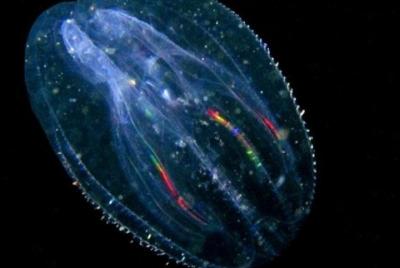 Florida Bioluminescent Comb-Jellyfish Tour | Haulover canal ( Tit Florida Bioluminescent Comb-Jellyfish Tour | Haulover canal ( Tit