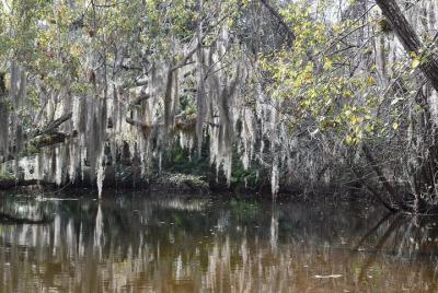 Paddling the Amazing Turkey Creek Sanctuary Paddling the Amazing Turkey Creek Sanctuary