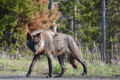 Grand Loop Yellowstone Wildlife and Photo Tour Grand Loop Yellowstone Wildlife and Photo Tour