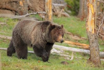 Yellowstone Custom Wildlife and Nature Tour Yellowstone Custom Wildlife and Nature Tour