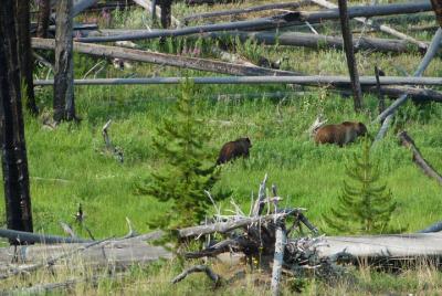 Full-Day Private Safari of Yellowstone Full-Day Private Safari of Yellowstone