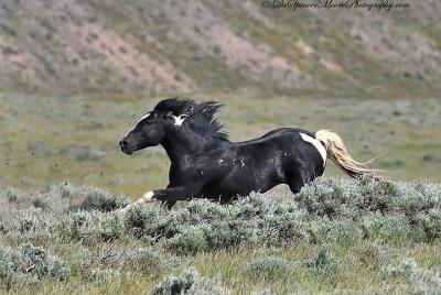 Red Canyon Mustang Tour 8:30am.PRIVATE TOURS AVAILABLE! Red Canyon Mustang Tour 8:30am.PRIVATE TOURS AVAILABLE!