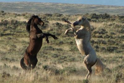 Private Red Canyon Wild Mustang Tour Private Red Canyon Wild Mustang Tour