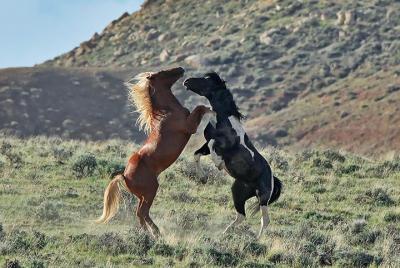 Red Canyon Wild Mustang Tour 5:30pm. PRIVATE TOURS AND E-BIKE TOUR ARE AVAILABLE Red Canyon Wild Mustang Tour 5:30pm. PRIVATE TOURS AND E-BIKE TOUR ARE AVAILABLE