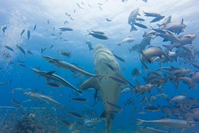 Short & Shark Package - 1 Night Mamanucas & 1 Night Yasawas