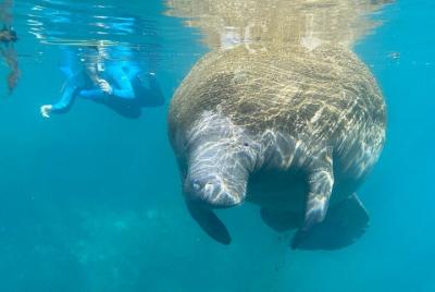 Manatee Snorkel Tour from American Pro Diving Center Manatee Snorkel Tour from American Pro Diving Center