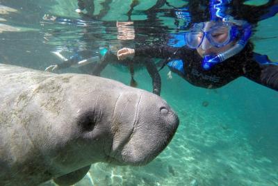 Swim with Manatees Adventure Swim with Manatees Adventure