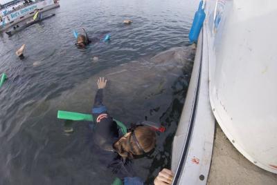Small group Manatee snorkeling tour with in water guide Small group Manatee snorkeling tour with in water guide