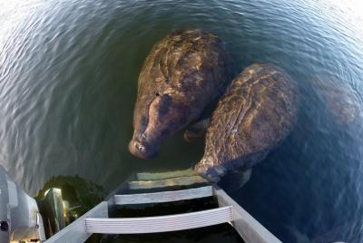 Small Group Swim with Manatee Adventure Small Group Swim with Manatee Adventure