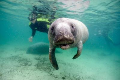 Private Swim with Manatee Adventure in Crystal River