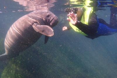 Manatees and Rainbow River by SCUBA or Snorkel