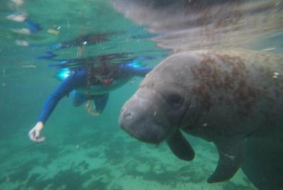 Private Manatee Snorkeling Tour