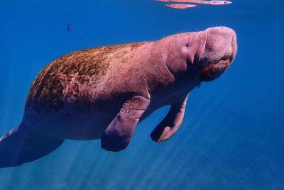 Swim With Manatees In Crystal River, Florida Swim With Manatees In Crystal River, Florida