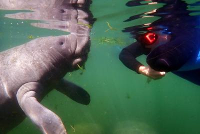 Crystal River Manatee Swim in Kings Bay National Wildlife Refuge Crystal River Manatee Swim in Kings Bay National Wildlife Refuge