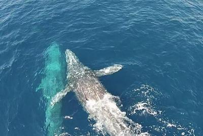 Whale Watching Excursion in Dana Point Whale Watching Excursion in Dana Point
