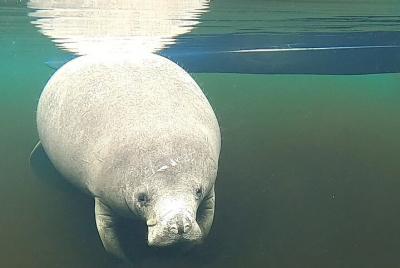 Encounter Manatee while Kayaking at Blue Springs State Park Encounter Manatee while Kayaking at Blue Springs State Park
