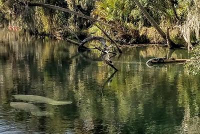Florida Wildlife Guided Kayak Tour - Blue Spring State Park, Orange City, FL Florida Wildlife Guided Kayak Tour - Blue Spring State Park, Orange City, FL