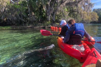 Orlando Manatee Encounters Orlando Manatee Encounters