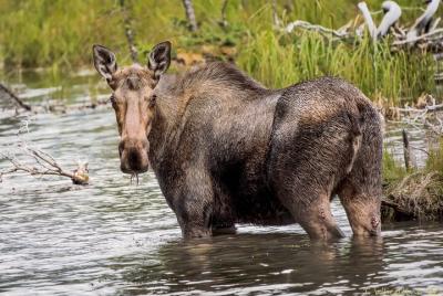 Private Half-Day Moose Pond and Wildlife Excursion in Denali Private Half-Day Moose Pond and Wildlife Excursion in Denali