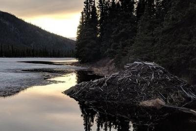 Denali National Park Walking Tour Denali National Park Walking Tour