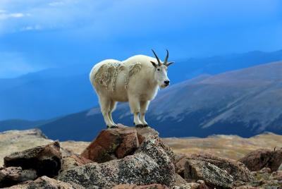 Private Full-Day Mount Evans & Red Rocks Tour from Denver