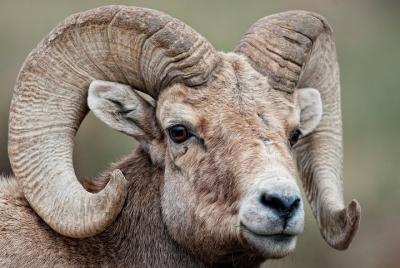 Evening Private Wildlife Safari in RMNP | Estes Park Evening Private Wildlife Safari in RMNP | Estes Park