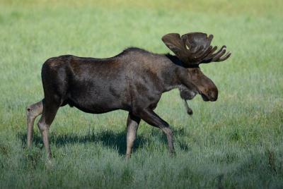 Early Morning Private Wildlife Safari in RMNP | Estes Park Early Morning Private Wildlife Safari in RMNP | Estes Park