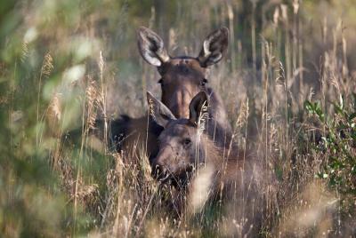 Wildlife Tours in Rocky Mountain National Park