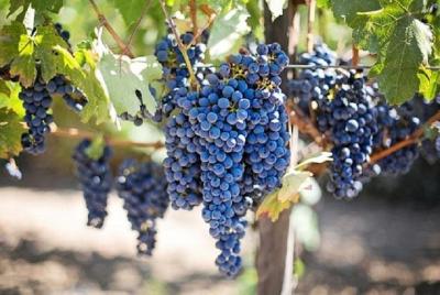 Willamette Valley Wine Tasting Tour from Eugene Willamette Valley Wine Tasting Tour from Eugene