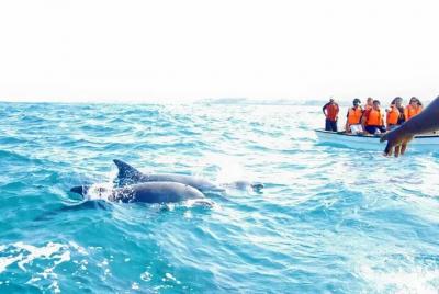 Key West Dolphin Snorkel tour or other options Key West Dolphin Snorkel tour or other options