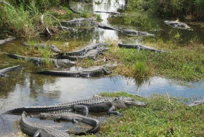 Private 4-hour Tour of Everglades from Miami Dade Private 4-hour Tour of Everglades from Miami Dade