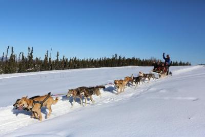 1-hour Winter Dog Sledding in Fairbanks 1-hour Winter Dog Sledding in Fairbanks
