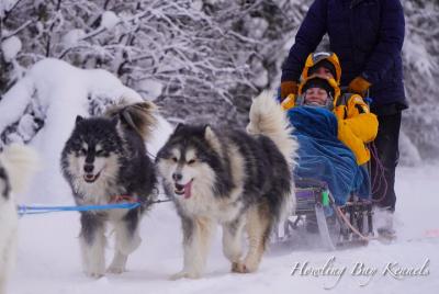 Dog Sled Adventure Dog Sled Adventure