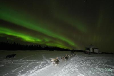 Northern Lights Viewing including Dinner and 1-Hour Dog Sledding Northern Lights Viewing including Dinner and 1-Hour Dog Sledding