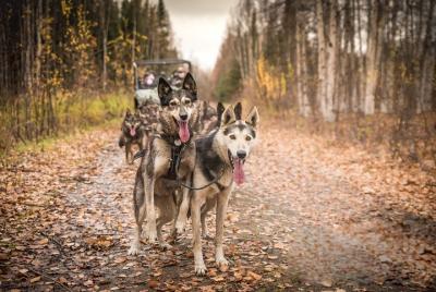 Alaskan Husky Kennel Tour & Summer Mushing Cart Ride Alaskan Husky Kennel Tour & Summer Mushing Cart Ride